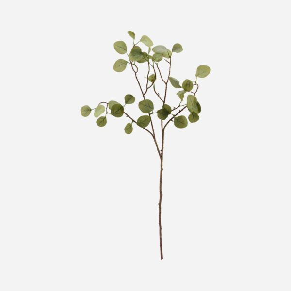 Eucalyptus kvist