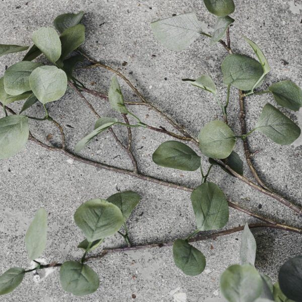 Eucalyptus kvist - Bild 2