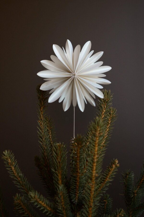 Julgransstjärna - Treetop flower - Bild 2
